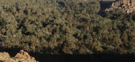 700 palmiers détruits par le feu à Tata